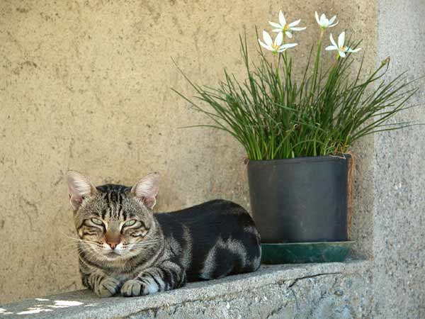 gatto-1 Ivan De Pasquale