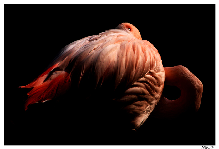 Pink Nicola Giaretta