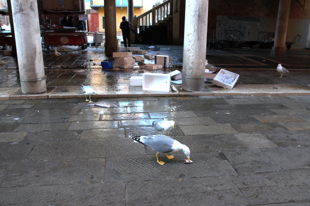 09 Venezia di Pietro Perottino
