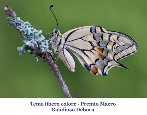 10-Tema-libero-colore-Premio-macro 12° Cfn aLecca