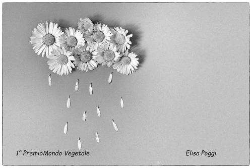 1°-Premio-Mondo-Vegetale-POGGI-ELISA-Titolo-Emozioni-floreali-Tristezza 13° Concorso fotografico Nazionale“Infiorate d’Italia” e “Mondo vegetale”