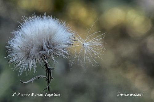 2°-premio-Mondo-vegetale-GAZZINI-ENRICO-Titolo-Soffione 13° Concorso fotografico Nazionale“Infiorate d’Italia” e “Mondo vegetale”