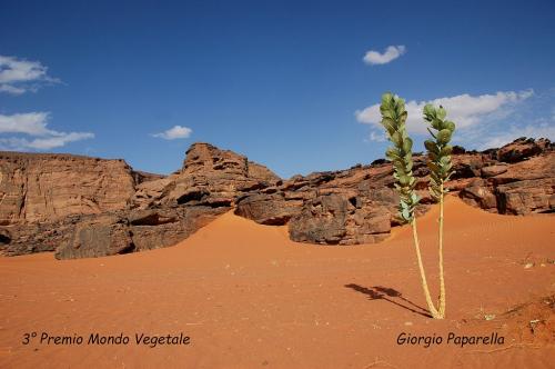 3°-premio-mondo-vegetale-PAPARELLA-GIORGIO-titolo-Cosa-ci-faccio-qui 13° Concorso fotografico Nazionale“Infiorate d’Italia” e “Mondo vegetale”