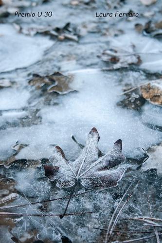 premio-U30-FERRARO-LAURA-titolo-Ghiaccio 13° Concorso fotografico Nazionale“Infiorate d’Italia” e “Mondo vegetale”