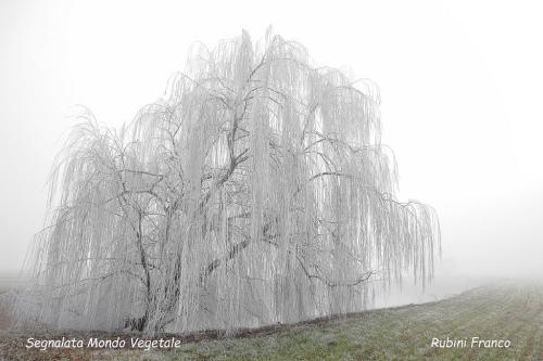 segnalata-mondo-vegetale-RUBINI-FRANCO-titolo-Galaverna 13° Concorso fotografico Nazionale“Infiorate d’Italia” e “Mondo vegetale”