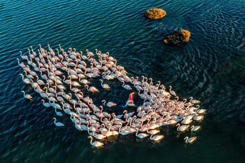 Aurore-segnalato-Di-Candia-Lorenzo-FLAMINGOS-HEART-2024 23° CONCORSO FOTOGRAFICO "NATURA" - LA GENZIANA PESCARA