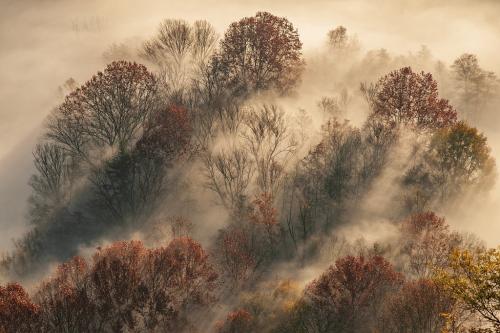 Autore-segnalato-Galbiati-Enrico-Sunrise-in-the-woods-2023 23° CONCORSO FOTOGRAFICO "NATURA" - LA GENZIANA PESCARA