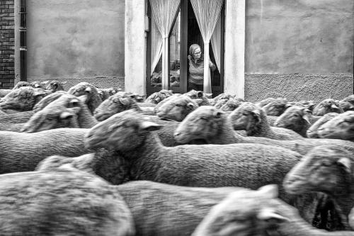 Primo-premio-Amoruso-Pasquale-Seggi-aperti-2024 23° CONCORSO FOTOGRAFICO "NATURA" - LA GENZIANA PESCARA