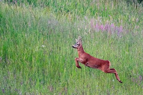 Primopremio-Zanetti-Mirko-Capriolo-2024 23° CONCORSO FOTOGRAFICO "NATURA" - LA GENZIANA PESCARA
