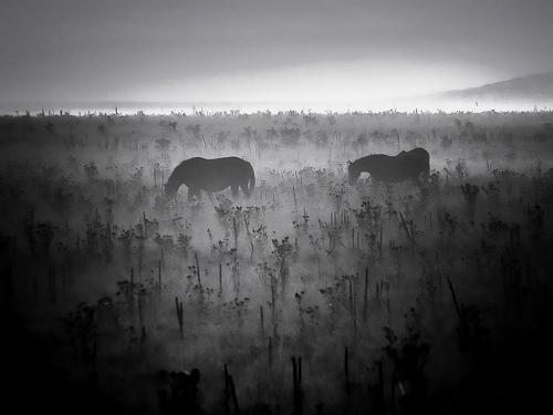 Quarto-premio-Sergiacomo-Luciano-Cavalli-nella-bruma-2024 23° CONCORSO FOTOGRAFICO "NATURA" - LA GENZIANA PESCARA
