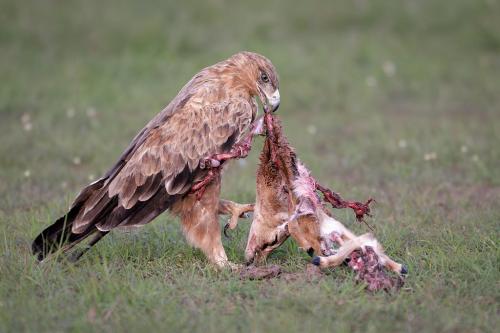 Secondo-premio-Rossi-Mauro-Killer-eagle-2024 23° CONCORSO FOTOGRAFICO "NATURA" - LA GENZIANA PESCARA