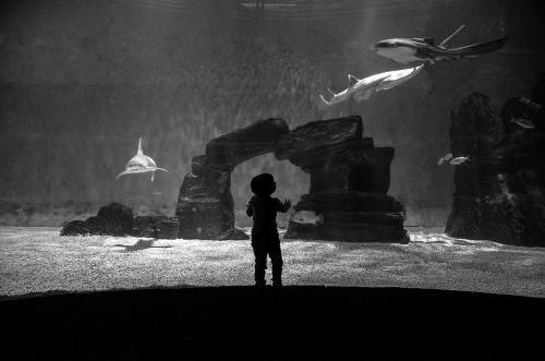 Acquario-06-di-Elisa-Poggi-Premio-Speciale-Figura-Ambientata 5° CONCORSO FOTOGRAFICO CITTA' DI SAN GIOVANNI IN FIORE