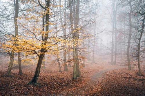 Avvolto-dalla-nebbia-di-francesco-Paolo-Ferrandello-Migliore-Autore-Regione-Toscana 5° CONCORSO FOTOGRAFICO CITTA' DI SAN GIOVANNI IN FIORE
