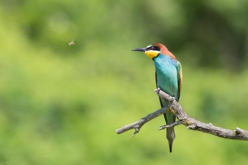 Bee-eater-di-Michele-Cimini-Premio-Speciale-Natura 5° CONCORSO FOTOGRAFICO CITTA' DI SAN GIOVANNI IN FIORE