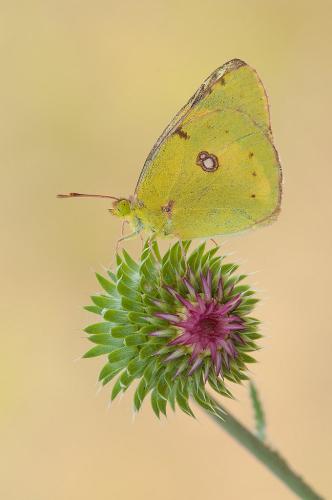 Signora-in-giallo-di-Sergio-Bolletti-Migliore-Autore-Tema-Libero-Colore 5° CONCORSO FOTOGRAFICO CITTA' DI SAN GIOVANNI IN FIORE