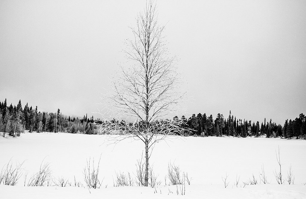 Trees44 Roberto De Leonardis
