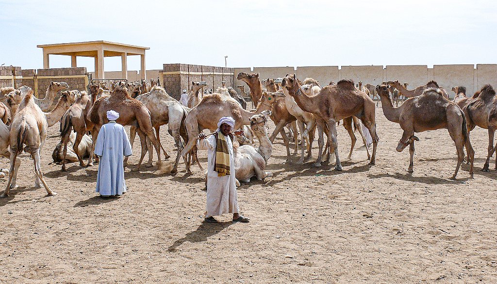 Dromedary-market11 Roberto De Leonardis
