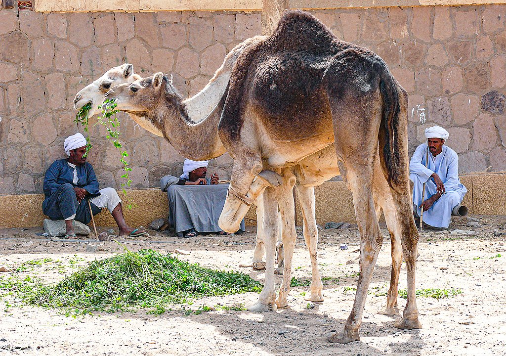 Dromedary-market22 Roberto De Leonardis
