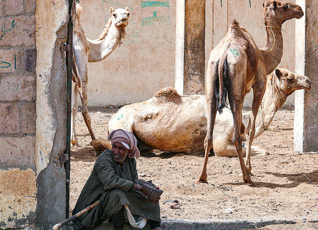 Dromedary-market44 Roberto De Leonardis