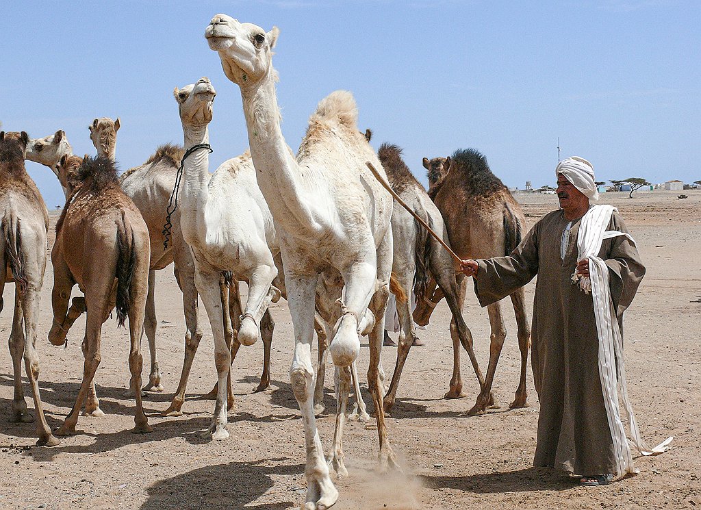 Dromedary-market55 Roberto De Leonardis