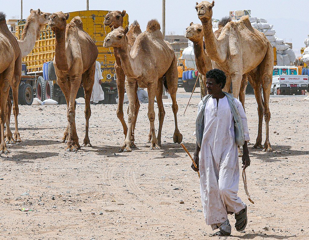 Dromedary-market66 Roberto De Leonardis
