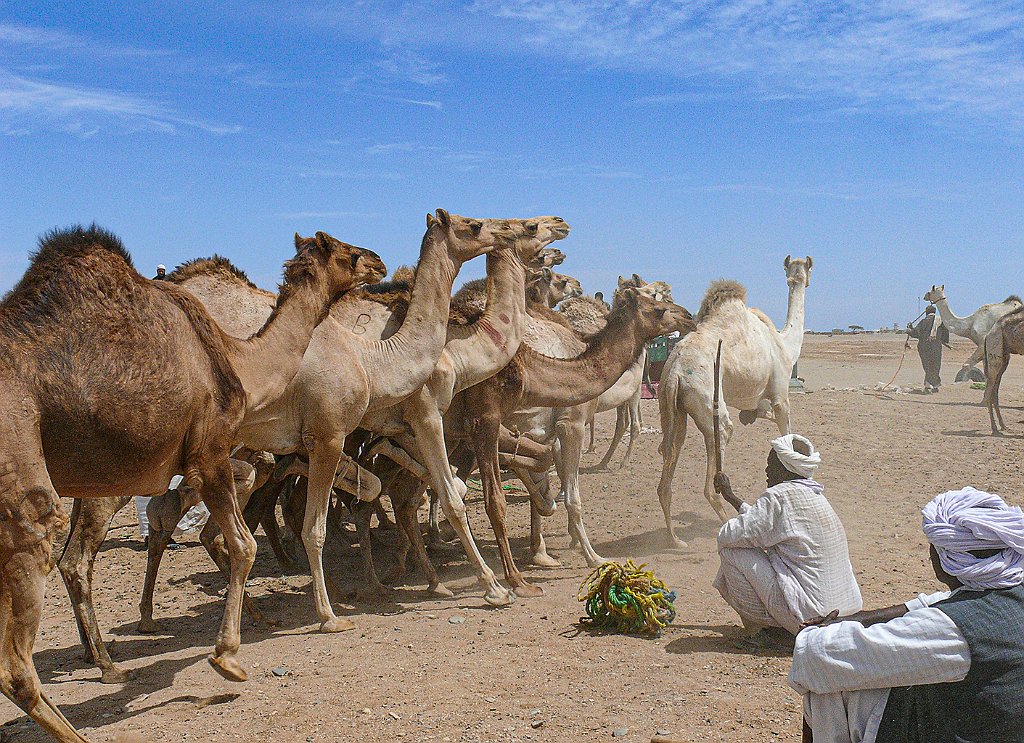 Dromedary-market77 Roberto De Leonardis