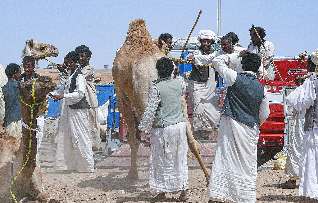 Dromedary-market99 Roberto De Leonardis