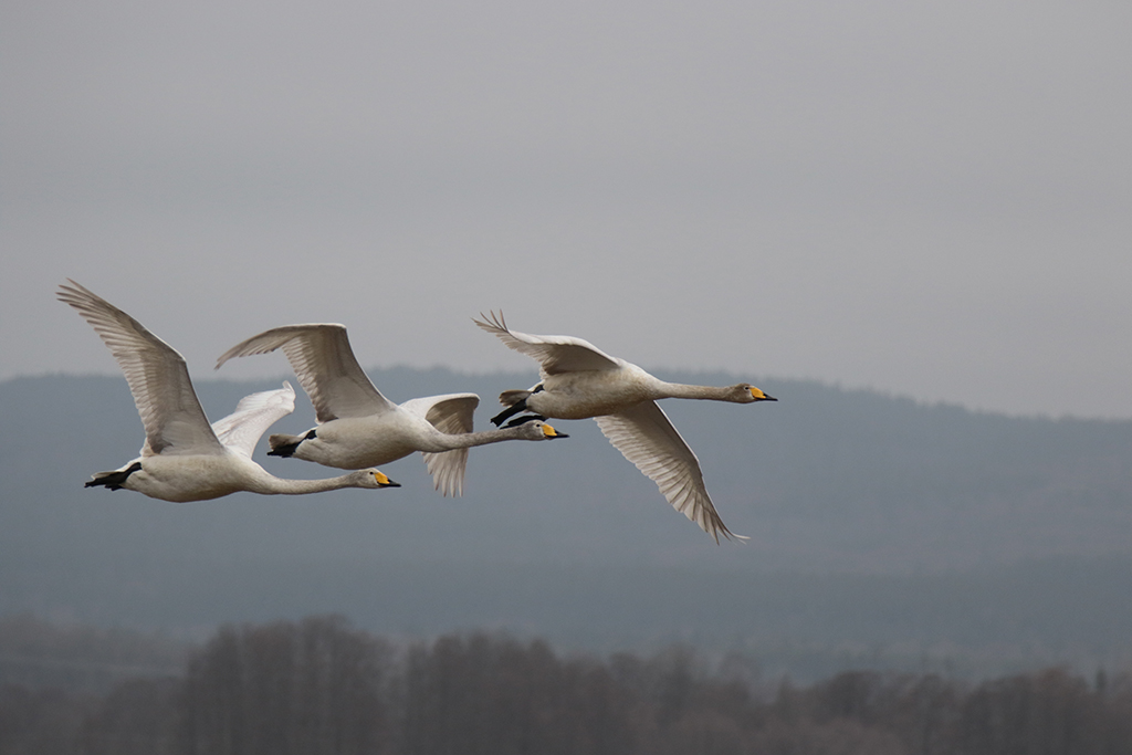 Swans115 Roberto De Leonardis