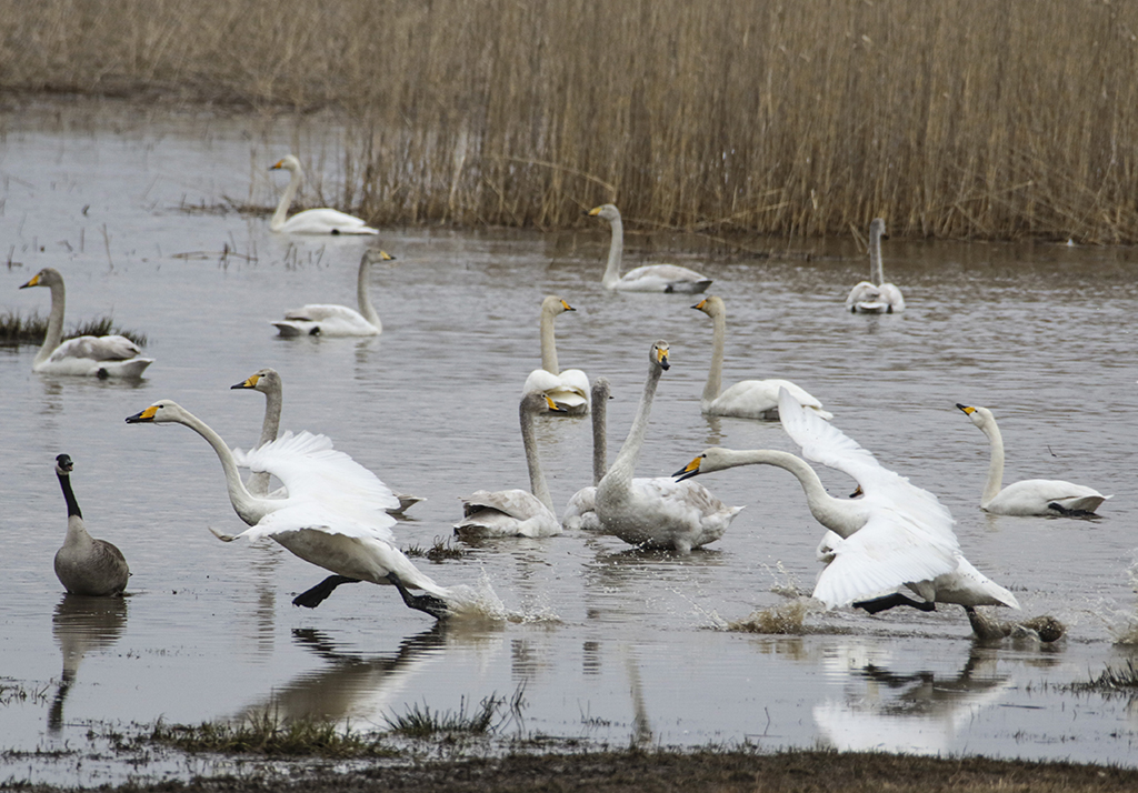 Swans118 Roberto De Leonardis