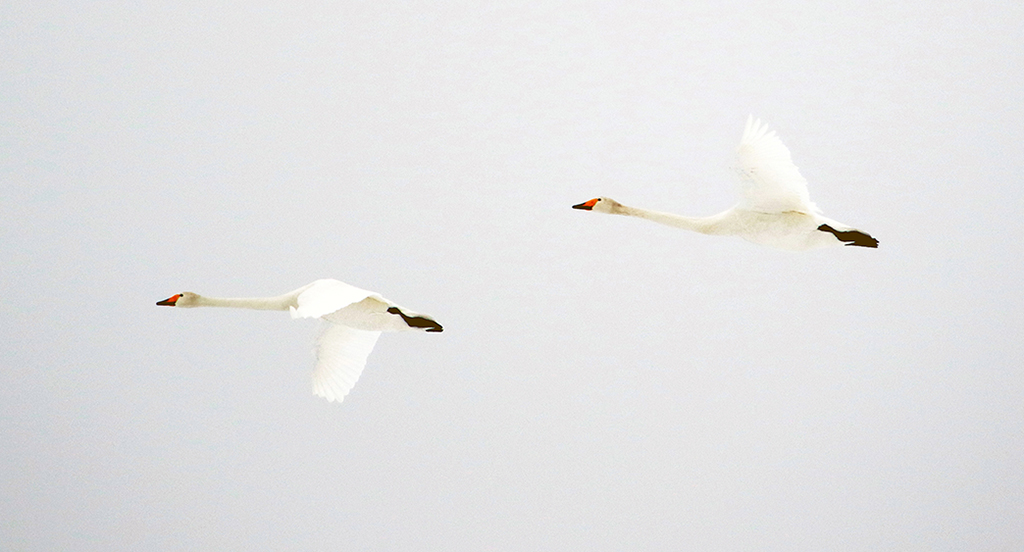 Swans31 Roberto De Leonardis