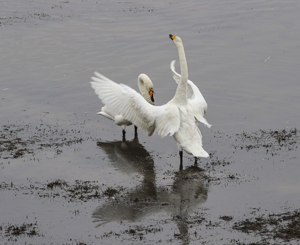 Swans33 Roberto De Leonardis