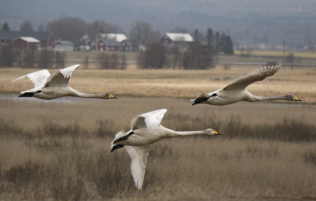 Swans35 Roberto De Leonardis