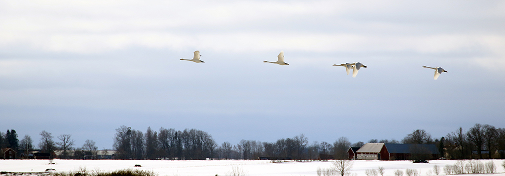 Swans37 Roberto De Leonardis