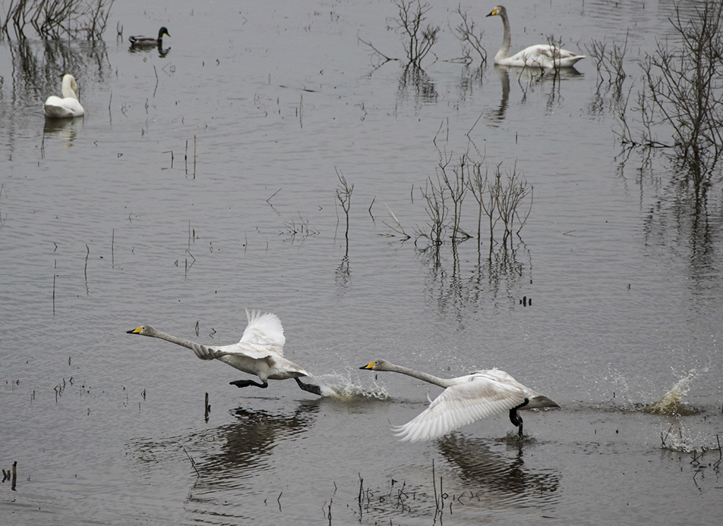Swans41 Roberto De Leonardis