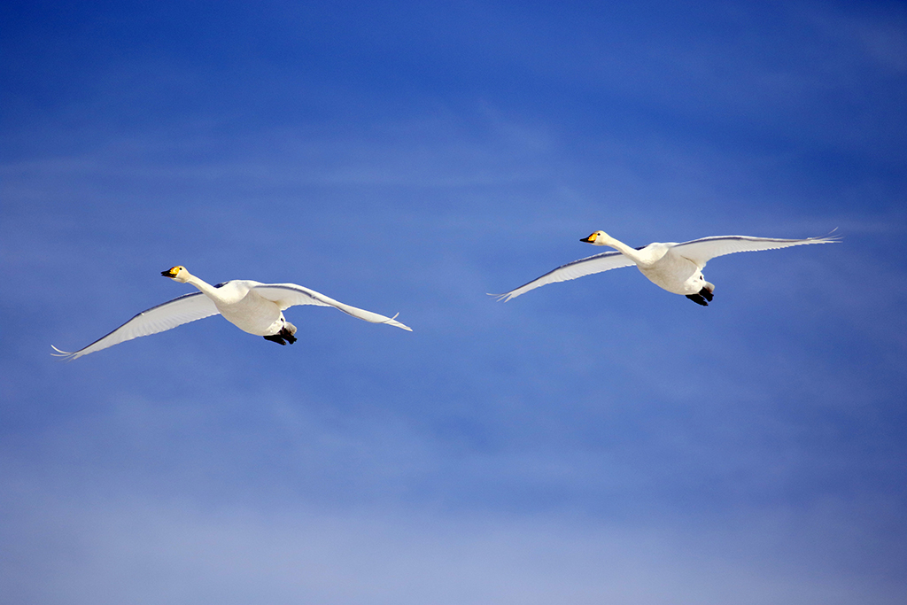 Swans45 Roberto De Leonardis