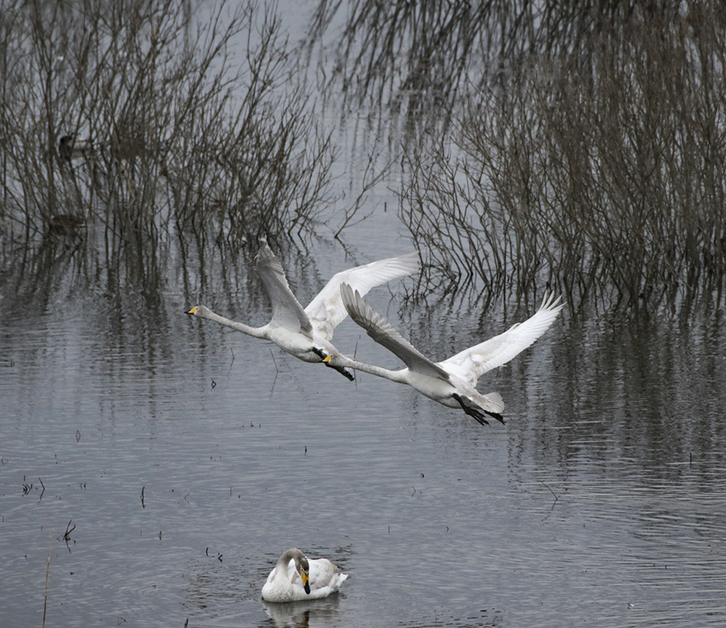 Swans47 Roberto De Leonardis