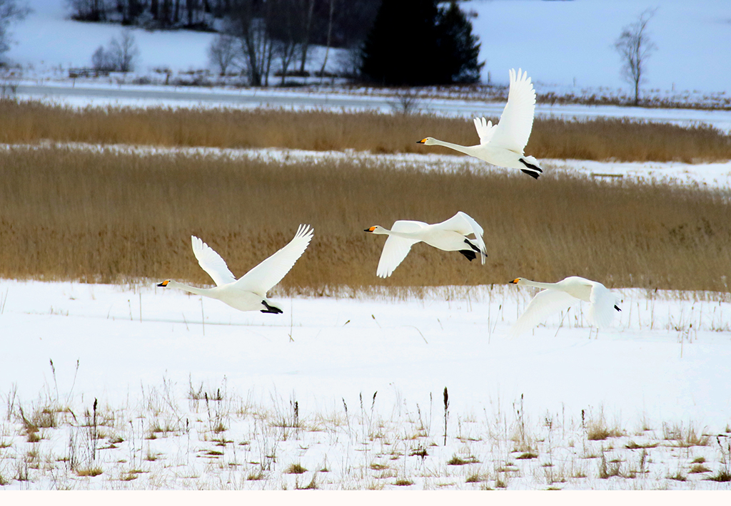 Swans48 Roberto De Leonardis