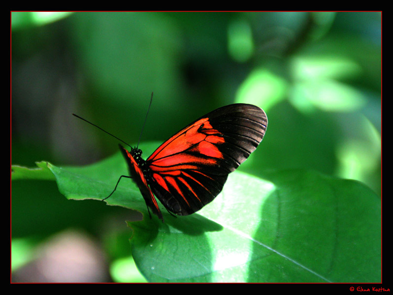 butterfly Elena Kostina