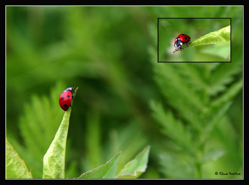ladybird Elena Kostina