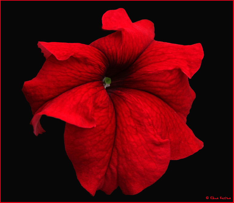 red-flower Elena Kostina