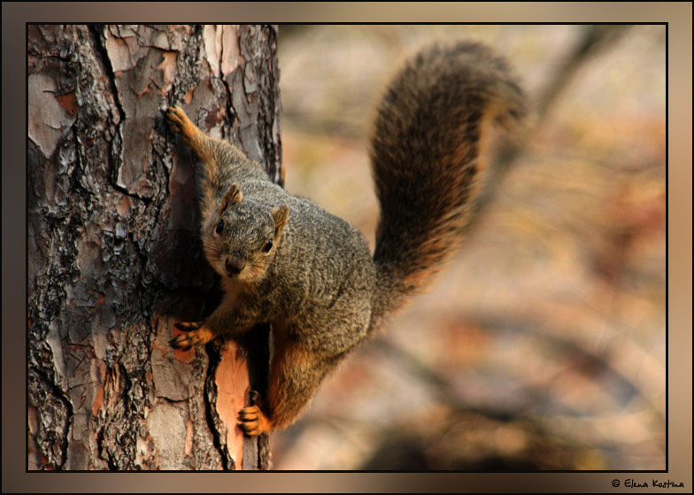squirrel Elena Kostina
