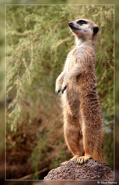 standing-meercat Elena Kostina
