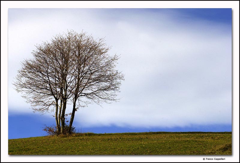 Albero-80-200-2.8 Franco Cappellari