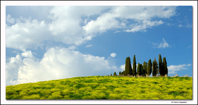cipressi Franco Cappellari