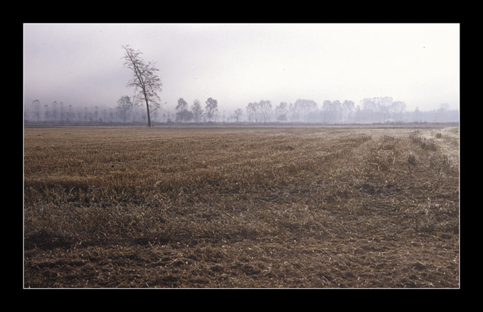 nebbia Marco Giardini