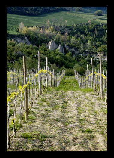 vigne Marco Giardini