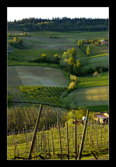 vigne2 Marco Giardini