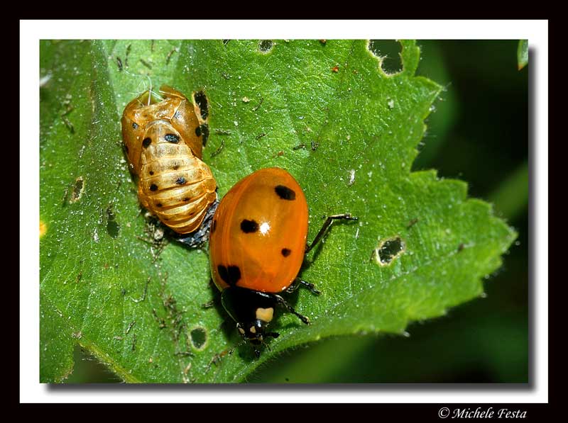 Coccinella-con-prole Michele Festa