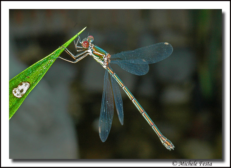 libellula4 Michele Festa