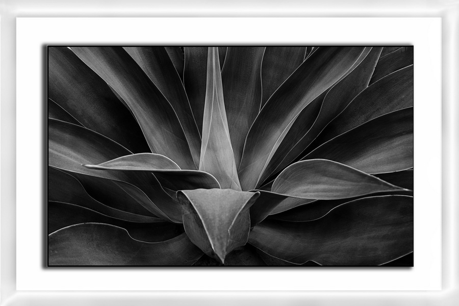 aloe Mimmo Irrera
